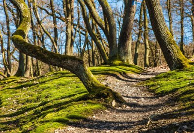 Au fond des bois, au cœur de soi