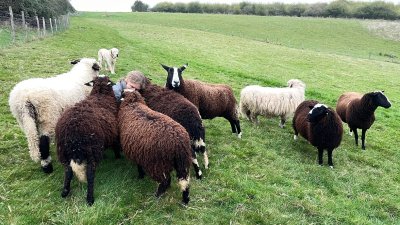 Au coeur du troupeau expermintons un lien inter-espèce.