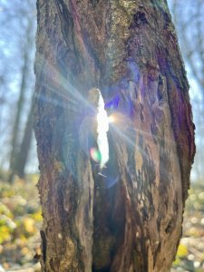 Immersion en forêt au coeur du renouveau
