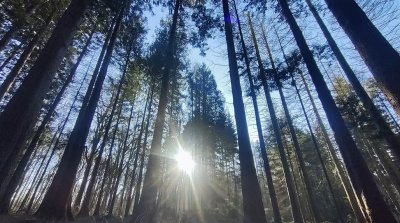 Retraite Shirin Yoku 3 jours