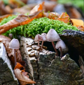 Réveil du réseau des tempêtes - TQR pour ancien.ne.s